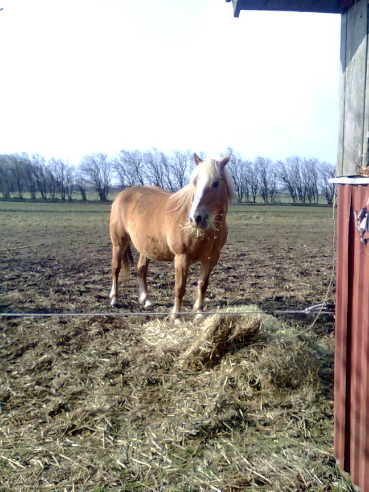 Haflinger Gråbjerghøjs Svea - Søde svea ! <33 billede 10