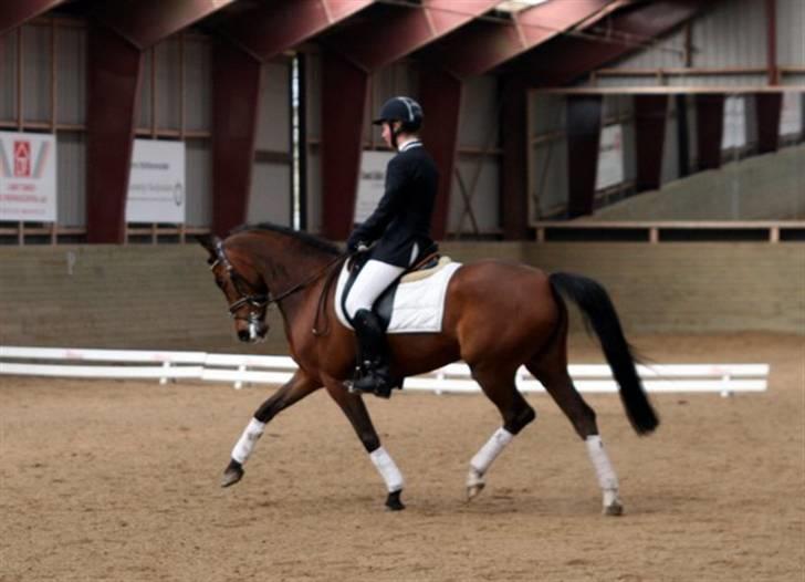 Tysk Sportspony Loony 3 *solgt* - Lidt under den lodretteplan... billede 9