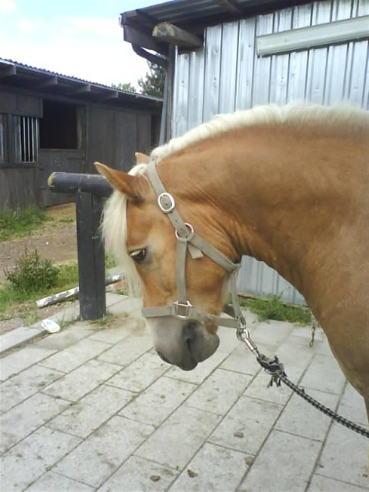 Haflinger Archi <3 - Trick :D Han er så dygtig min elskede pony<3 billede 2