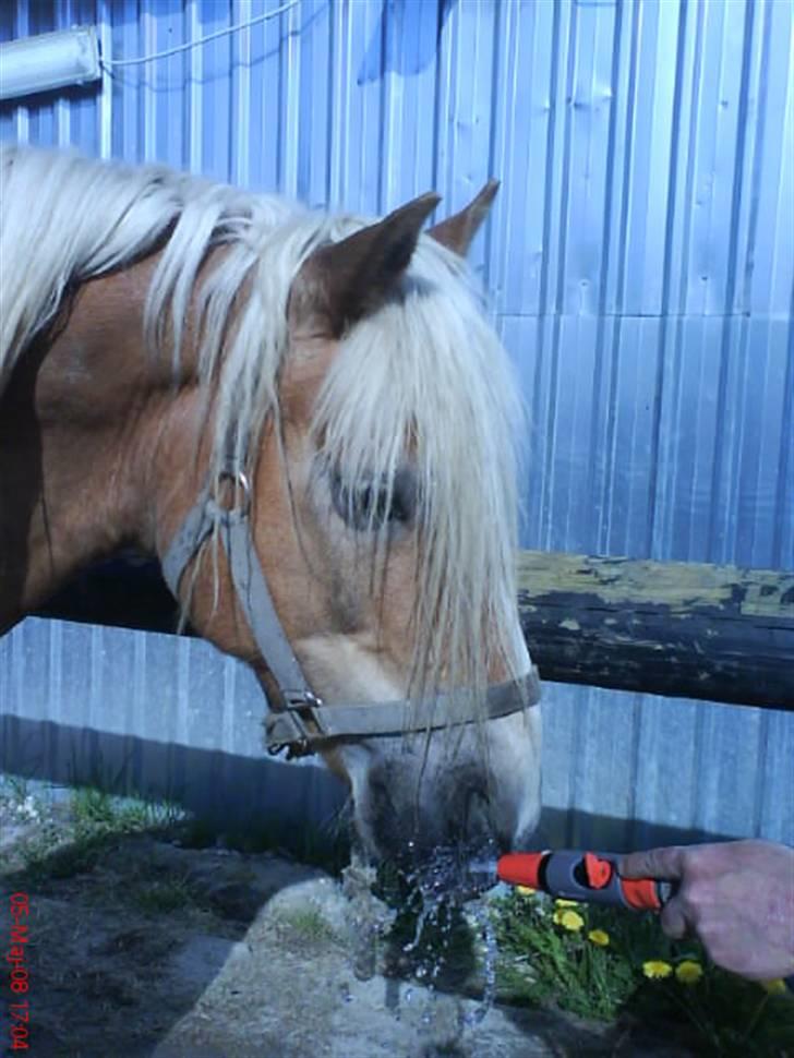 Haflinger Archi <3 - Vand er sundt og rigtig godt efter en tur i skoven I; billede 3