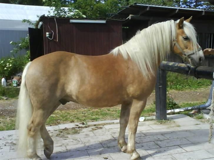 Haflinger Archi <3 - se mig :D Dette billed blev taget om sommeren 07 Han var så dejlig lys :D billede 4