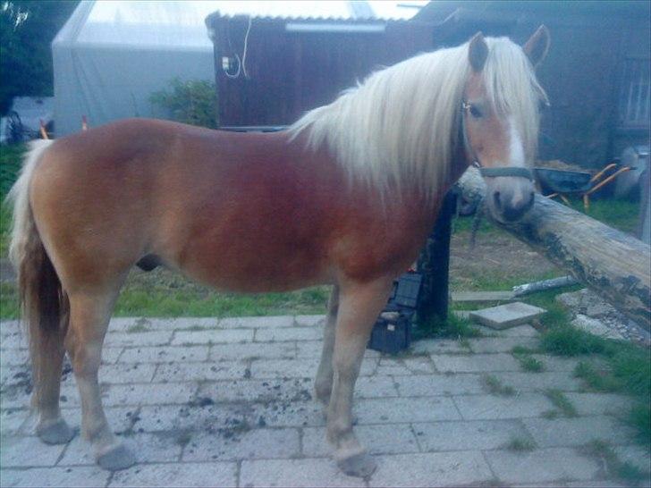 Haflinger Archi <3 - Hehe se mig lige xD - igen. Dette billed blev taget 09 og der var han mørk, han skifter sin farve ud med en ny hvert år xD hehe billede 5
