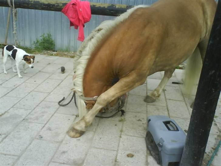 Haflinger Archi <3 - Trick :D billede 6