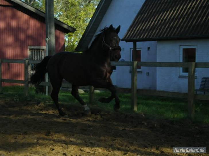 Hollandsk Varmblod  Vincent ( Hr. vimse) - vimse er glad :) billede 3