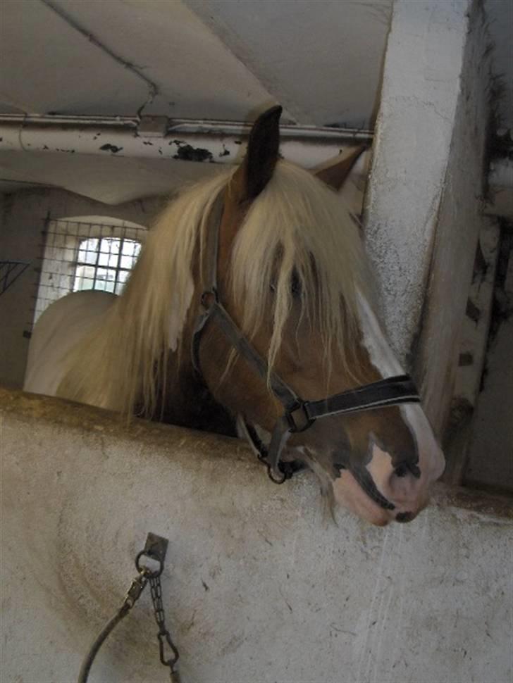 Irish Cob Crossbreed Marlotte billede 11