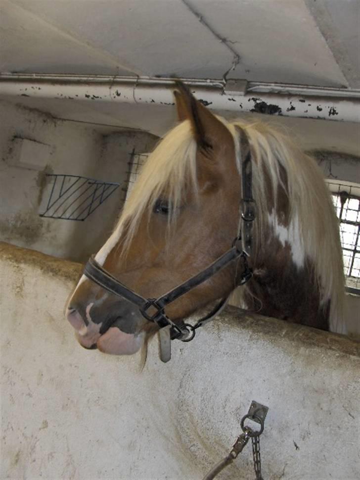 Irish Cob Crossbreed Marlotte billede 12