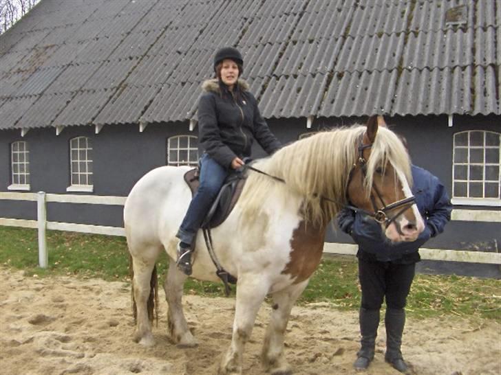 Irish Cob Crossbreed Marlotte billede 13