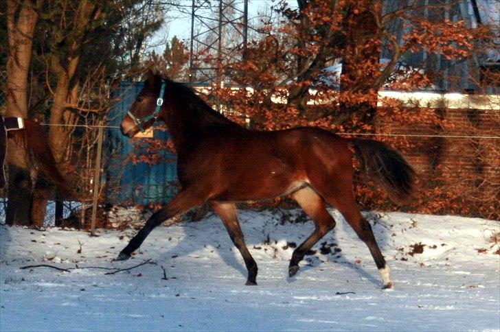 Dansk Varmblod Stenhedegårds Dorién - Januar 2011 billede 9