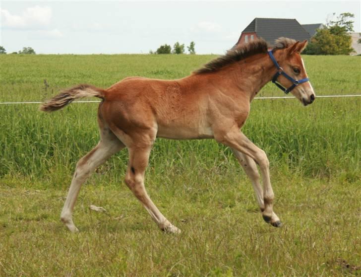 Dansk Varmblod Stenhedegårds Dorién billede 18