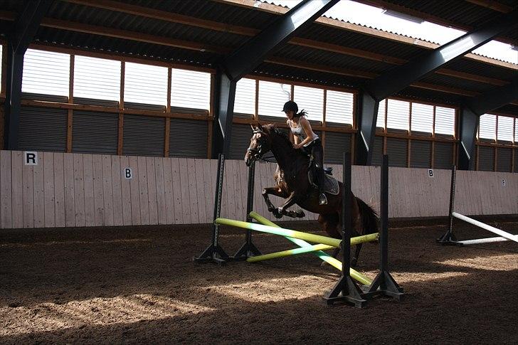 Fuldblod (XX) Orange Match billede 6