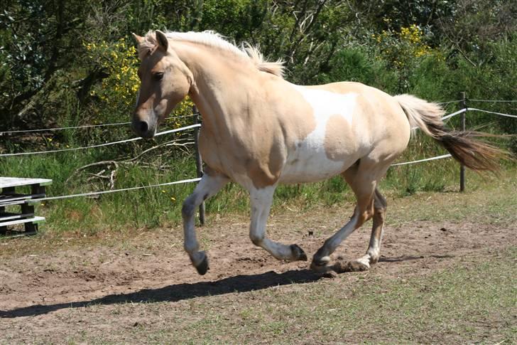 Anden særlig race Athene - Velkommen til Athene´s profil hun er bare sårh nuttet billede 2