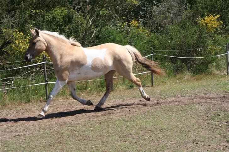 Anden særlig race Athene - god trav billede 3
