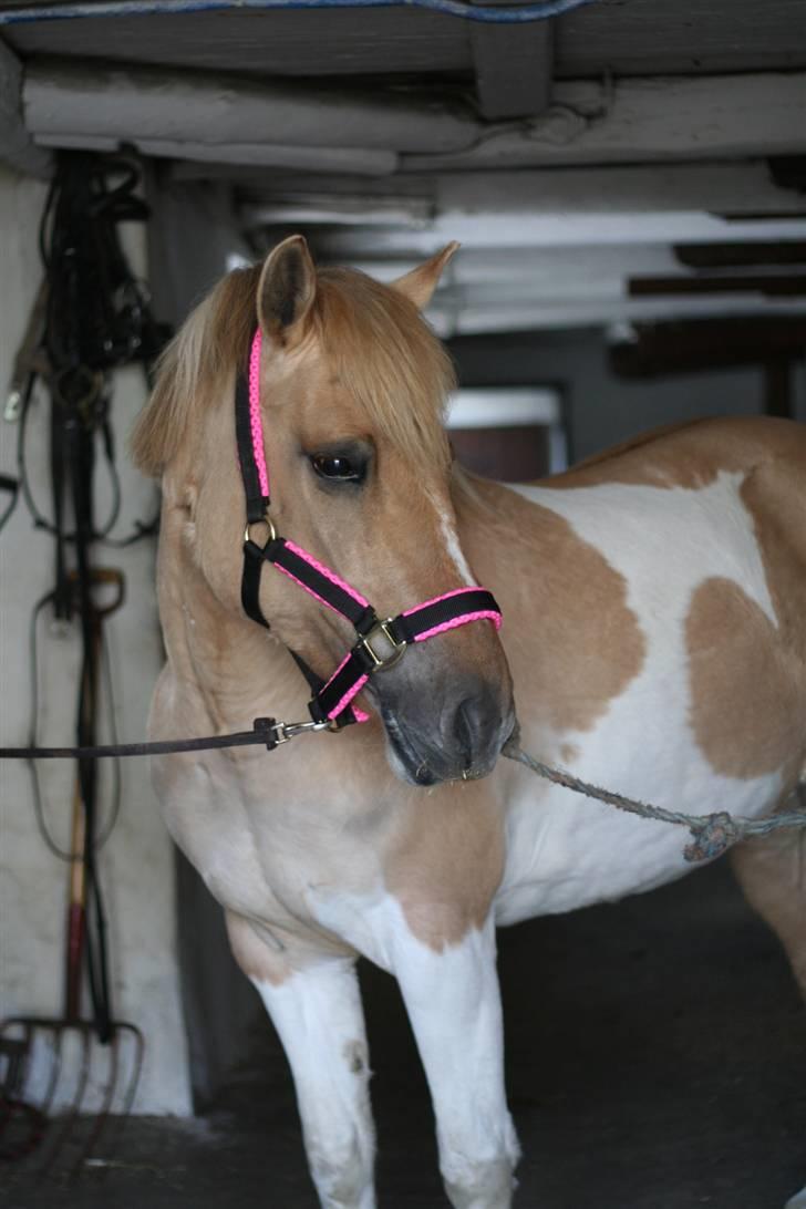 Anden særlig race Athene - putte min billede 4