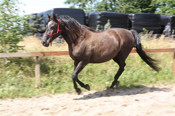 Anden særlig race Beauty R.I.P - Foto:Signe Bendsen - Beauty i galop på ridebanen billede 2