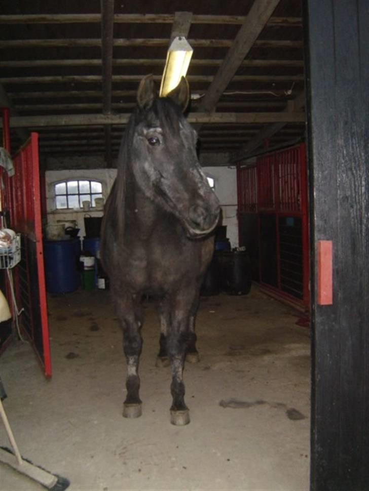 Anden særlig race Beauty R.I.P - Kigger ud af stalddøren billede 3