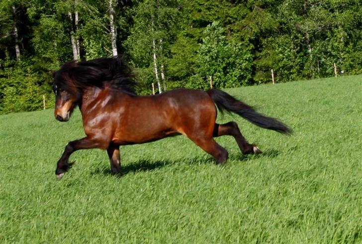 Islænder Polki frá Sólheimum SOLGT billede 18