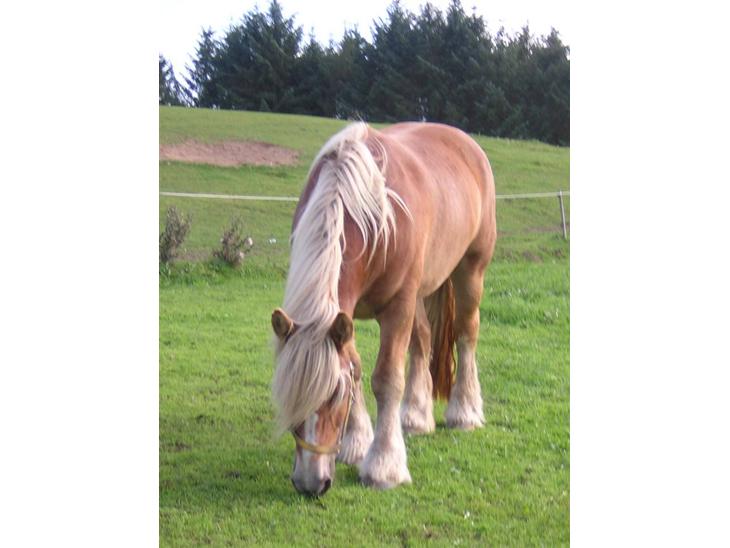 {{currentPhoto.altText}} billede {{currentPhoto.number}}