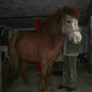 Islænder Blesi fra lillelund. R.I.P ;(2011