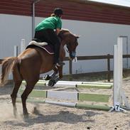 Dansk Varmblod Desiree