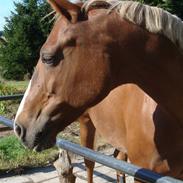 Dansk Varmblod Desiree