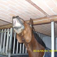 Frederiksborg Zeus Østerholm