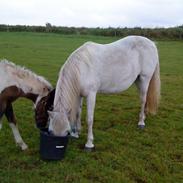 Welsh Pony af Cob-type (sec C) mille 