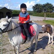 Welsh Pony af Cob-type (sec C) mille 