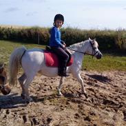 Welsh Pony af Cob-type (sec C) mille 