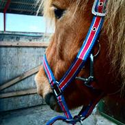 Islænder Snær fra Álfhólum *Solgt*