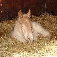 Haflinger Aurelius ( Albert)