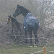 Oldenborg Borgstrøms Calix (solgt)