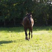 Anden særlig race Phyrus