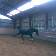 Holstener Lantana (SOLGT)