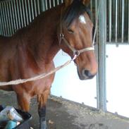 Frederiksborg Zeus Østerholm