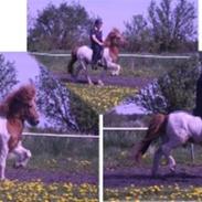 Islænder Snær fra Álfhólum *Solgt*