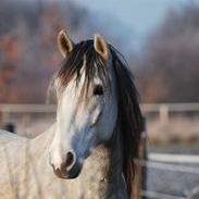 Lusitano Zeus