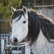 Lusitano Zeus