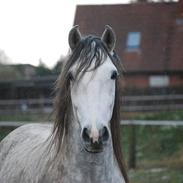 Lusitano Zeus