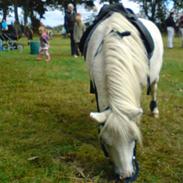 Shetlænder Onslow<3Love! †R.I.P†:*( 