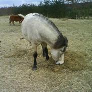 Islænder Sigga<3 Miss U<3