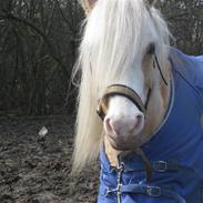 Welsh Pony af Cob-type (sec C) Jimmy