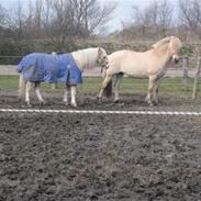 Welsh Pony af Cob-type (sec C) Jimmy