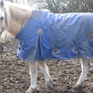 Welsh Pony af Cob-type (sec C) Jimmy