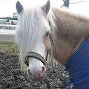 Welsh Pony af Cob-type (sec C) Jimmy
