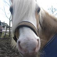 Welsh Pony af Cob-type (sec C) Jimmy