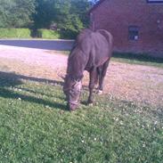 Anden særlig race Beauty