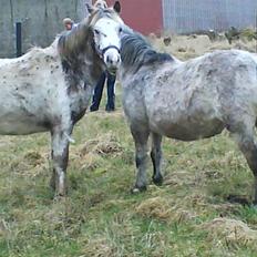 Anden særlig race Kabic  *solgt*