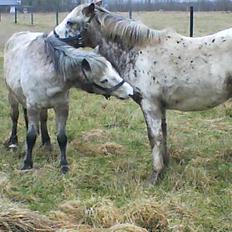 Anden særlig race Kabic  *solgt*