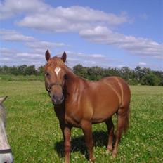 Anden særlig race Kashim *Foræret væk*