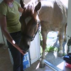 Anden særlig race Kashim *Foræret væk*